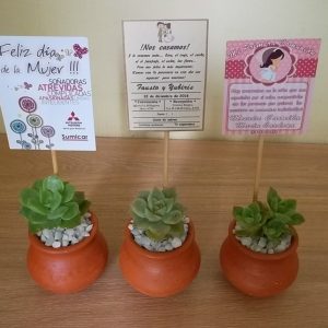 Suculenta Jarrón B6 + Piedra