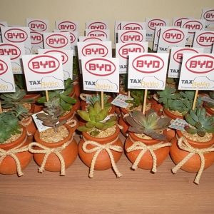 Suculenta Jarrón B6 Piedra + Moño