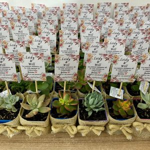 Suculenta P5 Vintage