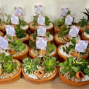 Suculentas Terrario B14