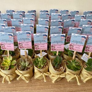 Suculenta P5 Vintage + Piedra