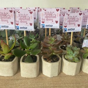 Suculenta en Concreto C5