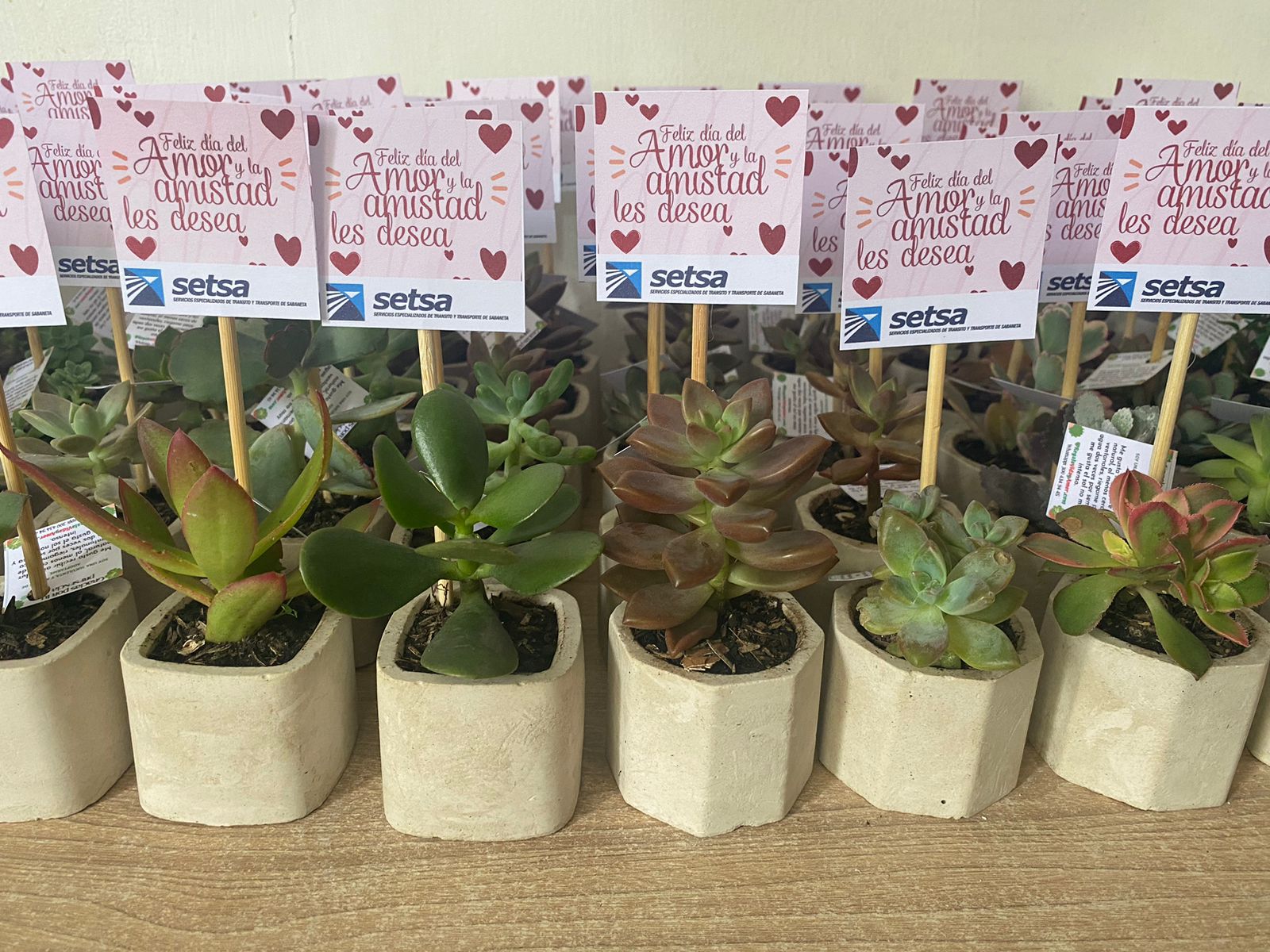 Suculenta en Concreto C5